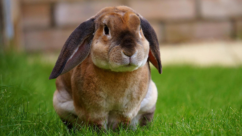 foto konijn tegen onscherpe achtergrond
