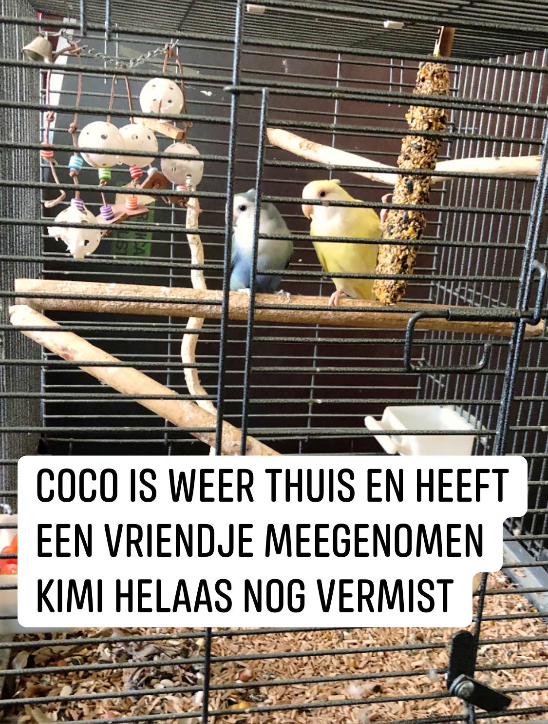 kfanxpno_coco.jpg