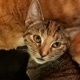 Chucky2223012a
