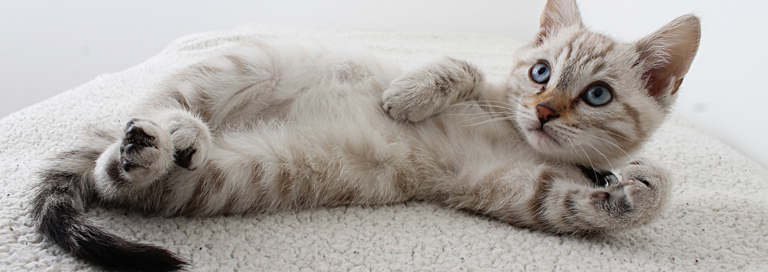 Image Header Van Wiite Kat