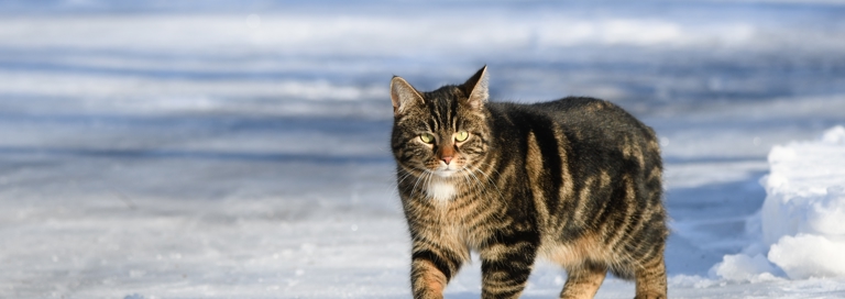 Katindesneeuw Shutterstock 2242393301 (1)