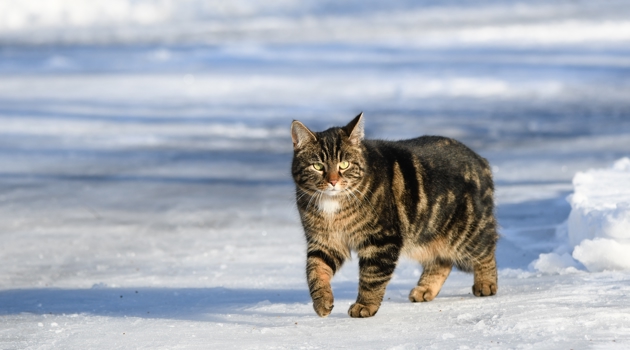 Katindesneeuw Shutterstock 2242393301 (1)