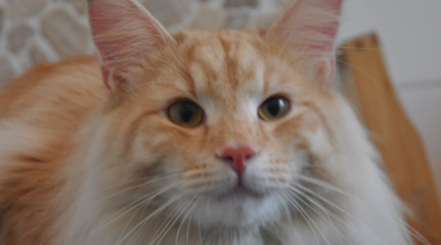 Eisenmauwer20260952 (1)