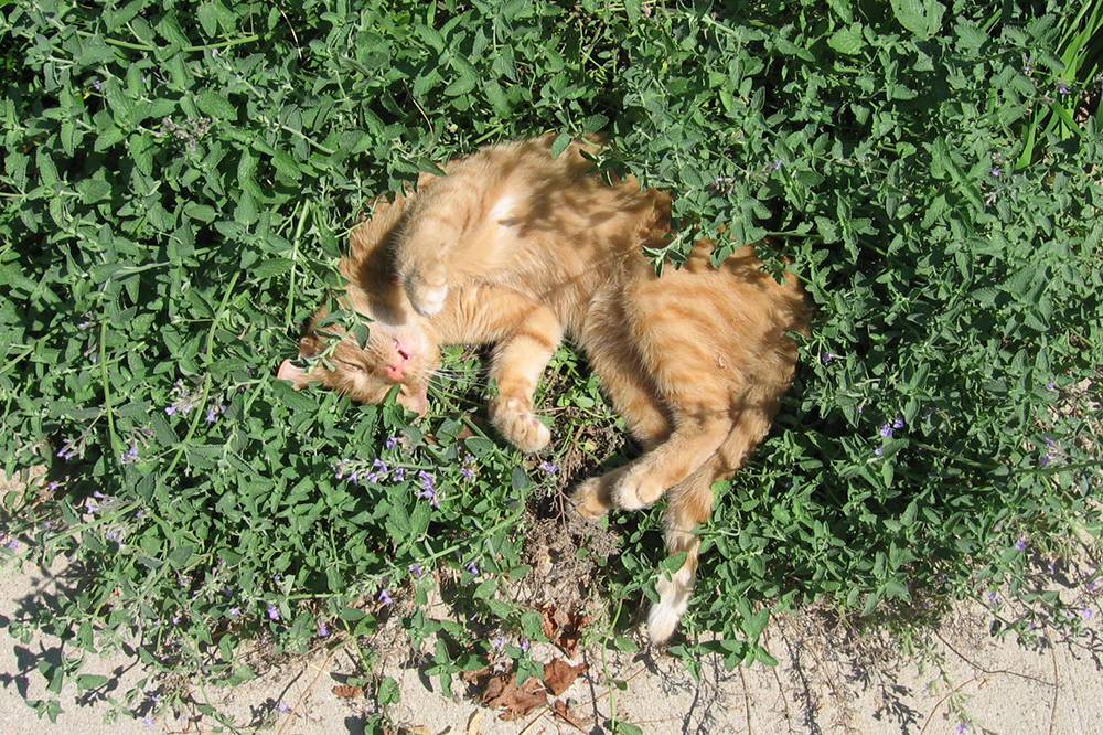 Nepeta Cataria Kattenkruid