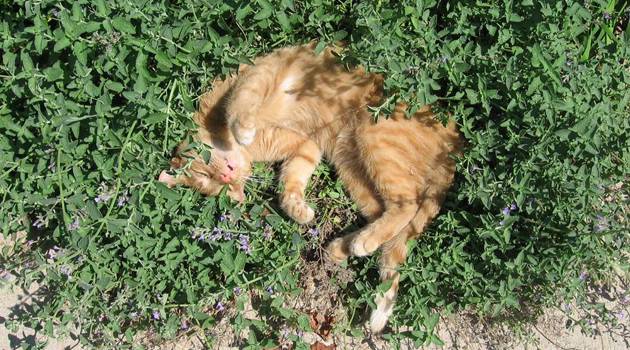 Nepeta Cataria Kattenkruid