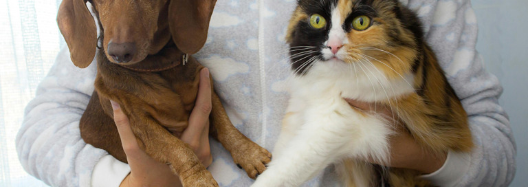 Pexels Nadialovessingle 6821106Hondkat (1)