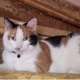 Ziva2266379b