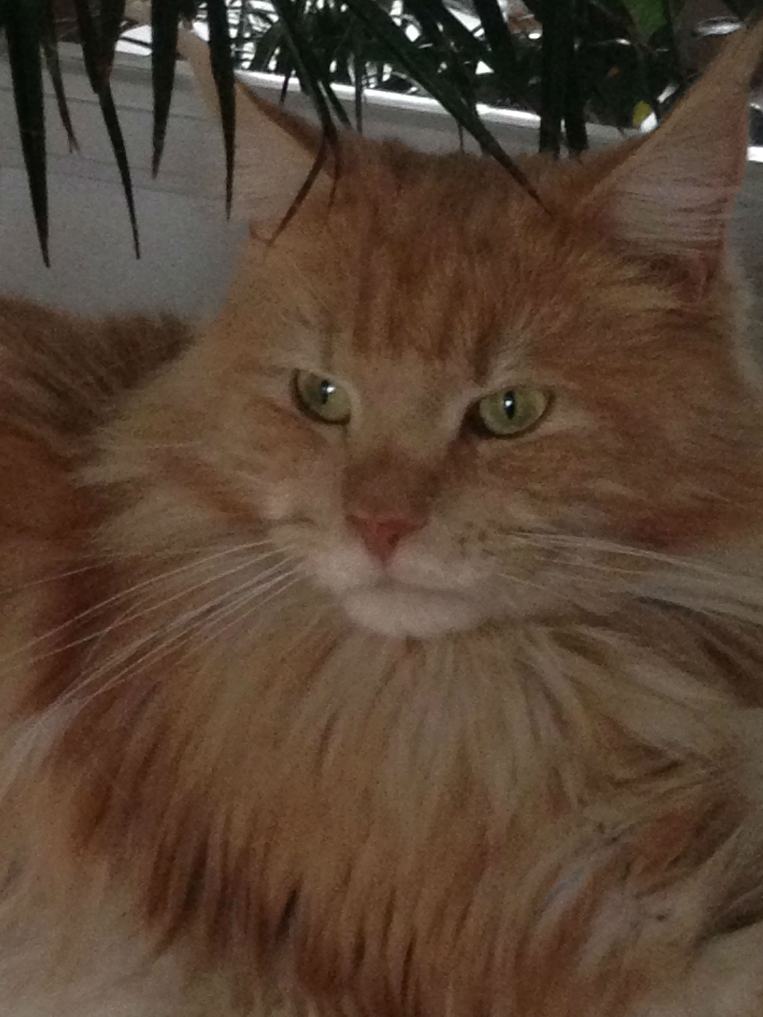 kater.jpg