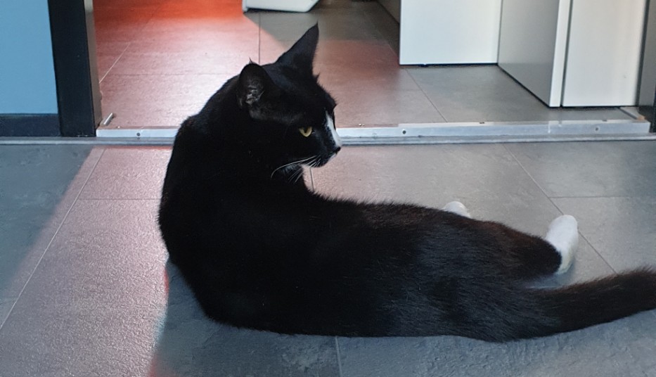 poes1-1.jpg