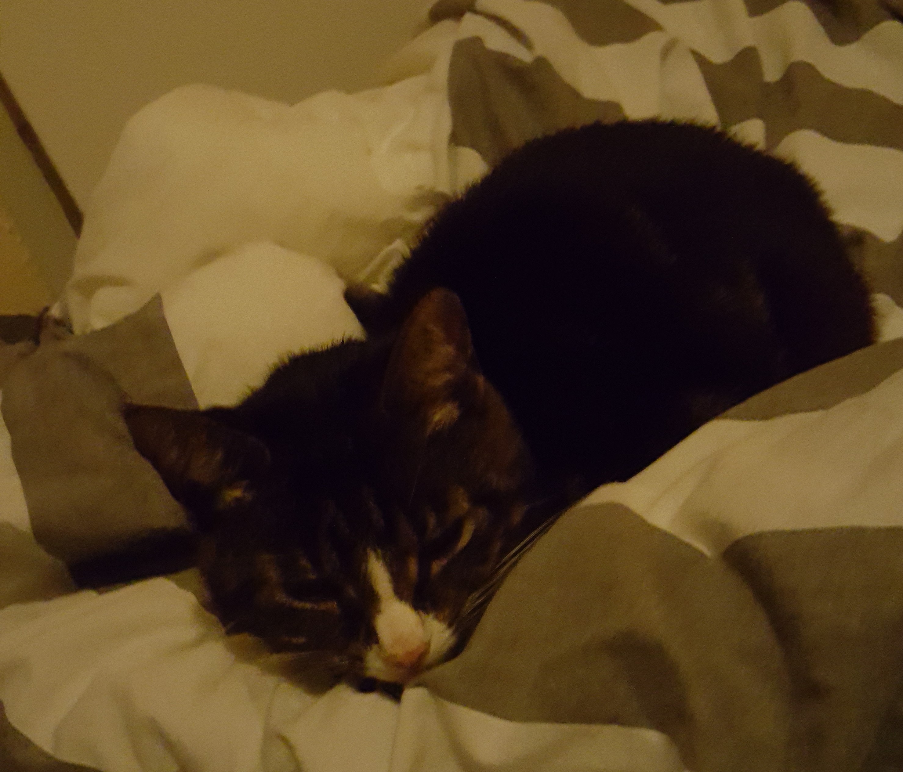 giyg2tyd_sennaterugthomasbed1.jpg