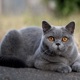 Simba2265405.Jpga