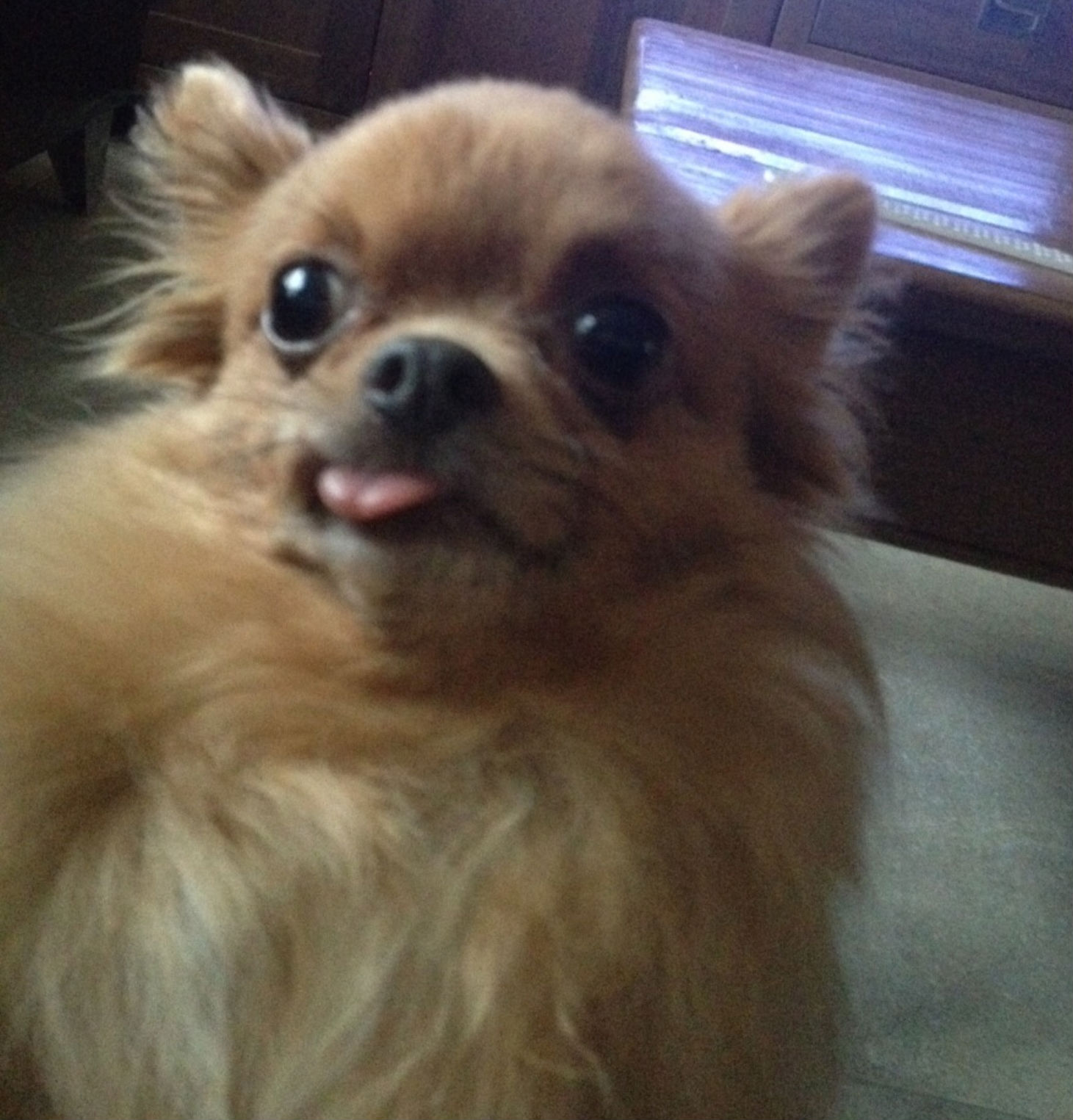 hond.jpg