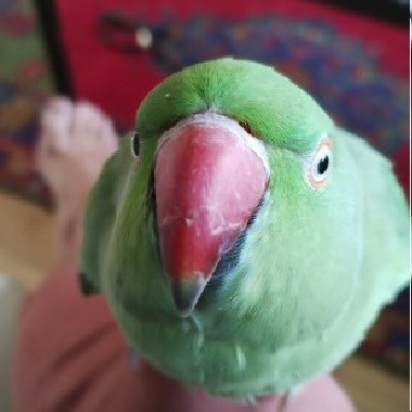 Kiwi