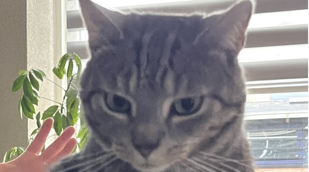 Kimi2233588a