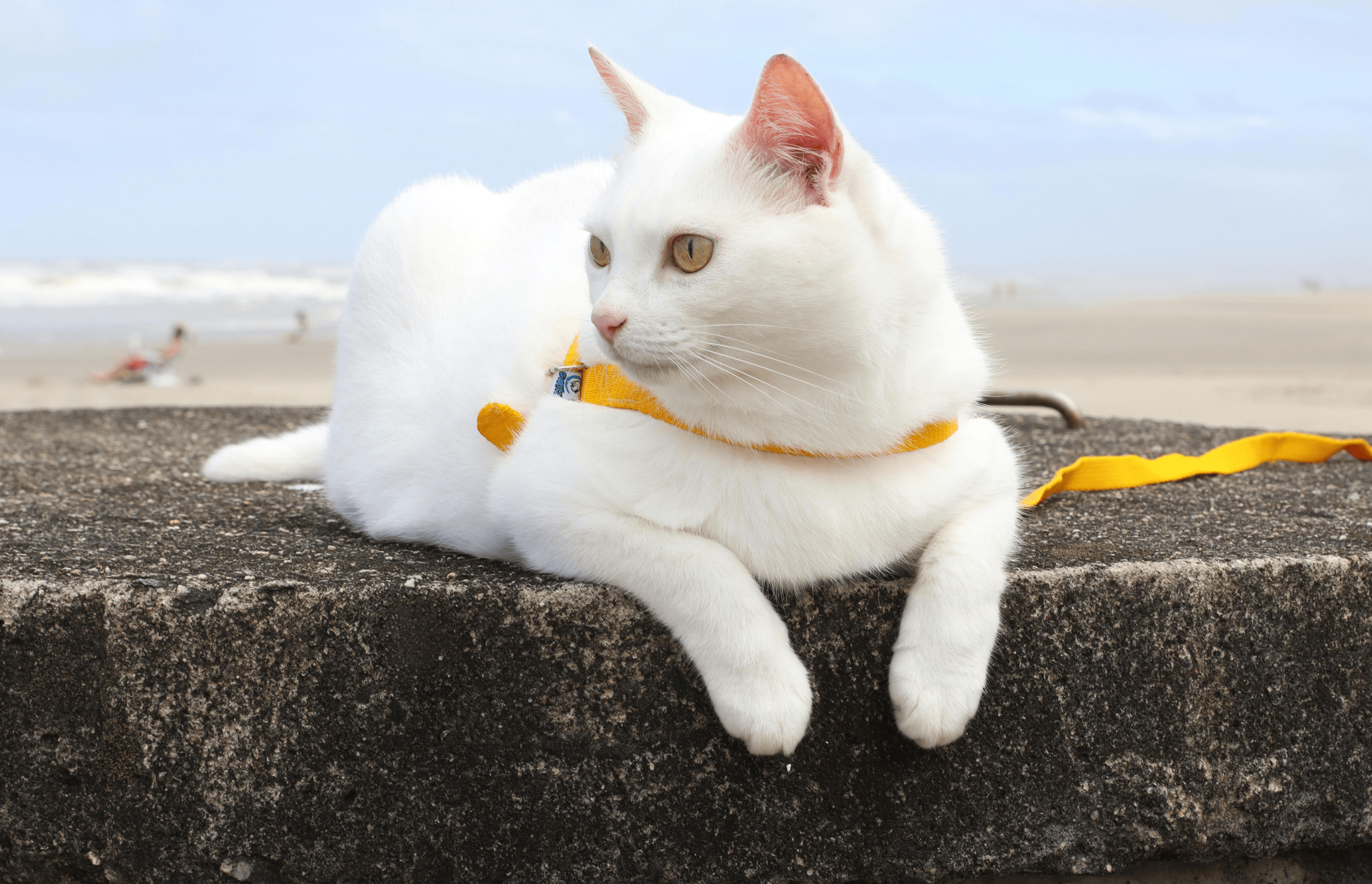 Pexels Rosangela Cavalcante 211353434 11766336Katstrand Min