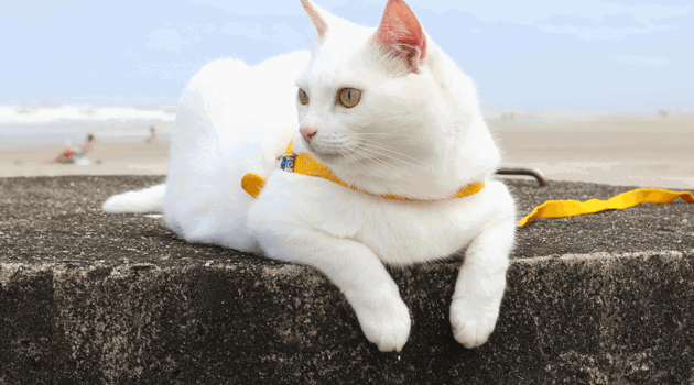 Pexels Rosangela Cavalcante 211353434 11766336Katstrand Min