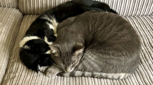 Muis Acuis7pf Poezen April 2020