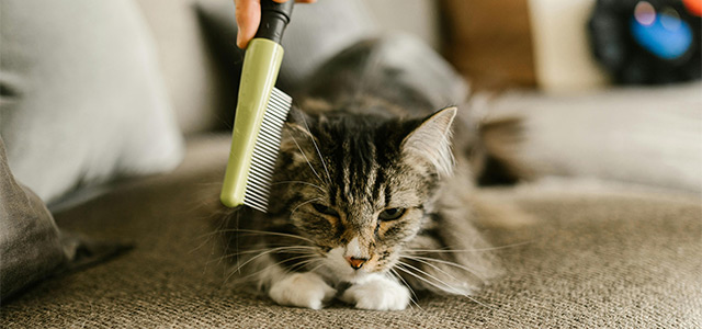 Pexels Rdne 7516109Katvlooien