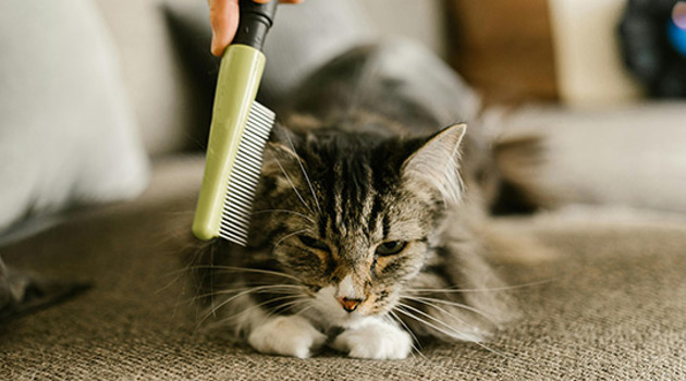 Pexels Rdne 7516109Katvlooien