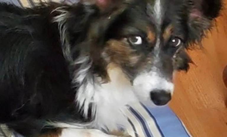 Pom (1)