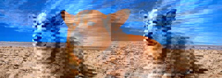 Pexels Pixabay 164186