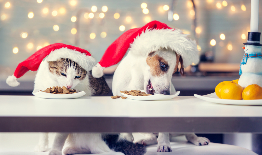 Kerstgerecht Huisdier Shutterstock 764923060