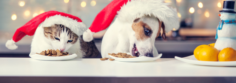 Kerstgerecht Huisdier Shutterstock 764923060