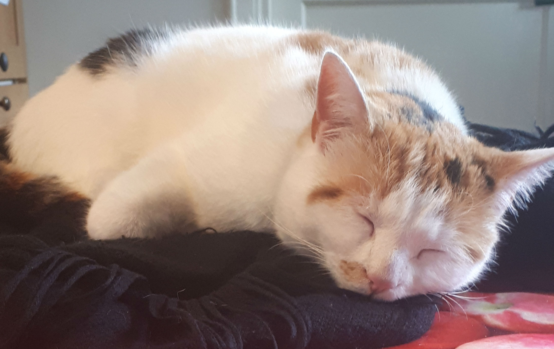 poes.jpg