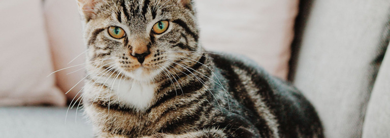 Kat Erik Jan Leusink Ibpxglgjimi Unsplash