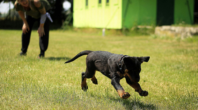 Hondspeeltpexels264005