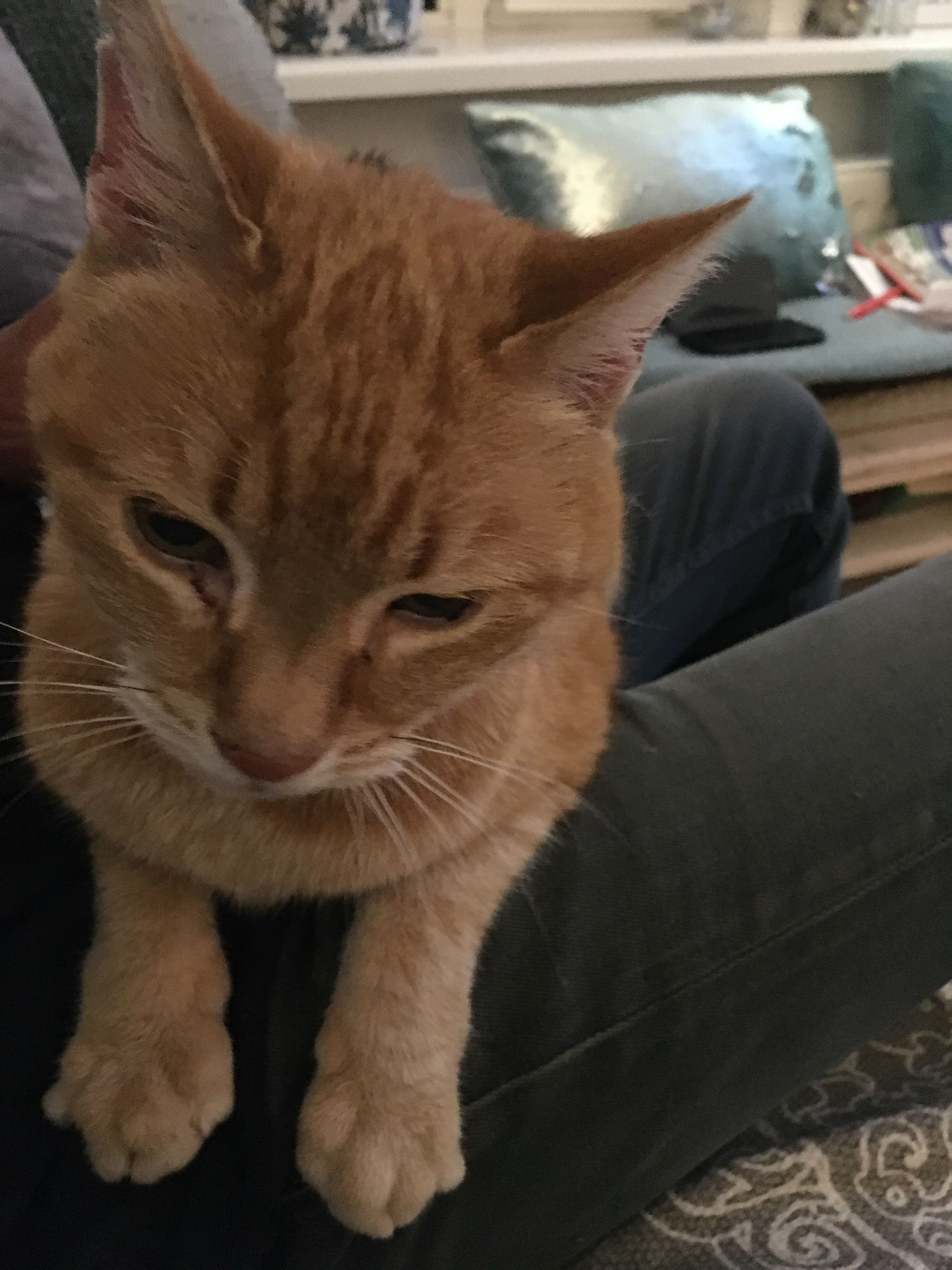 simba.jpg