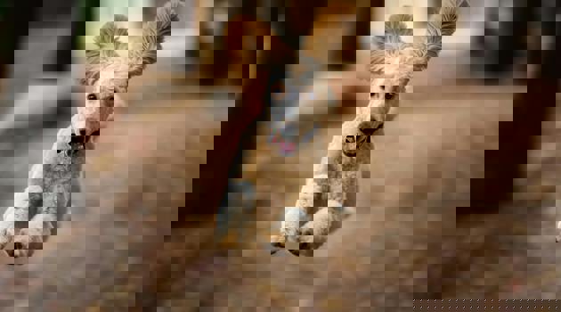 Pexels Skyler Ewing 266953 9955499