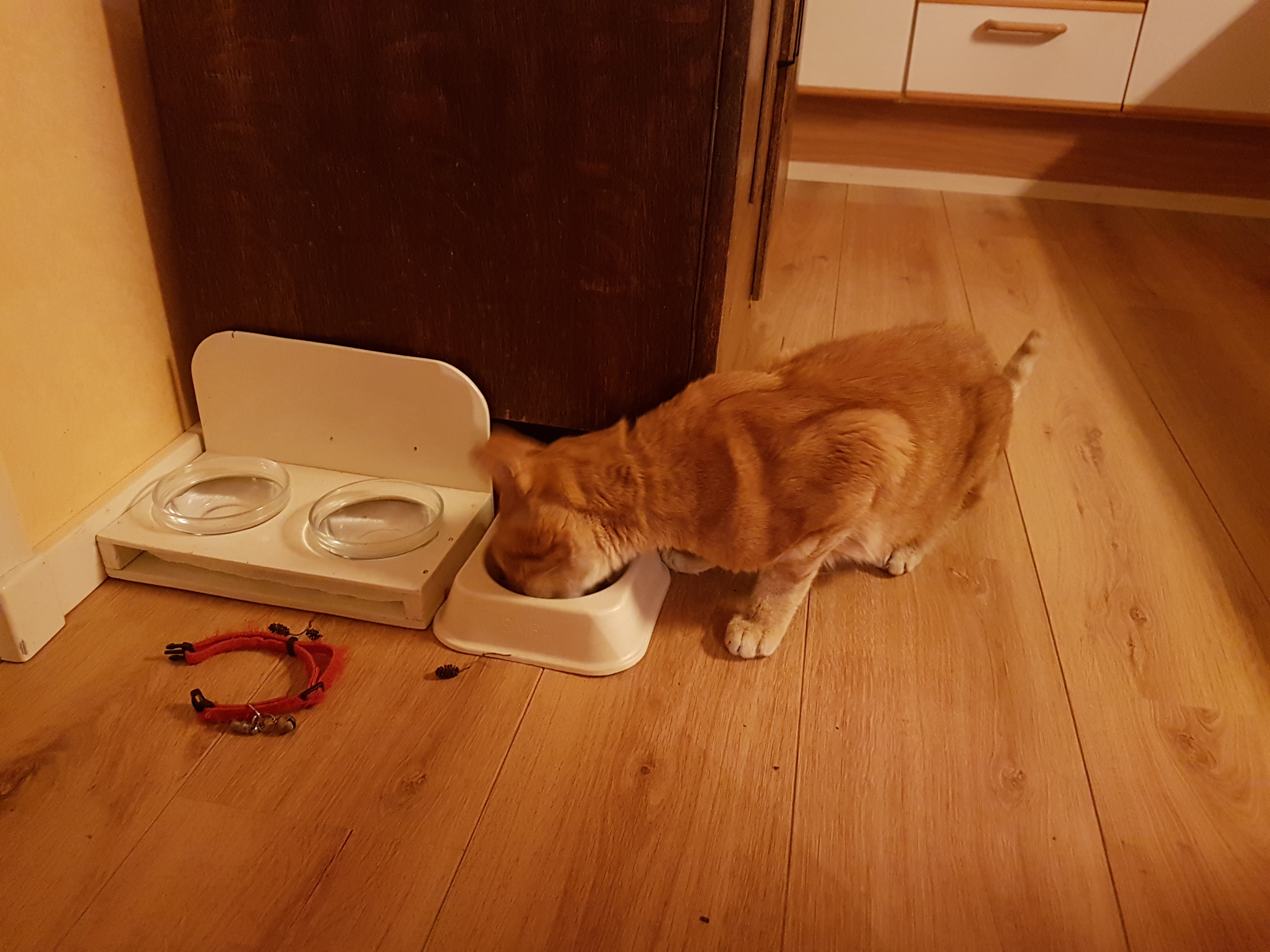 dlin58c6_2019-02-25-simba-weer-thuis.jpg