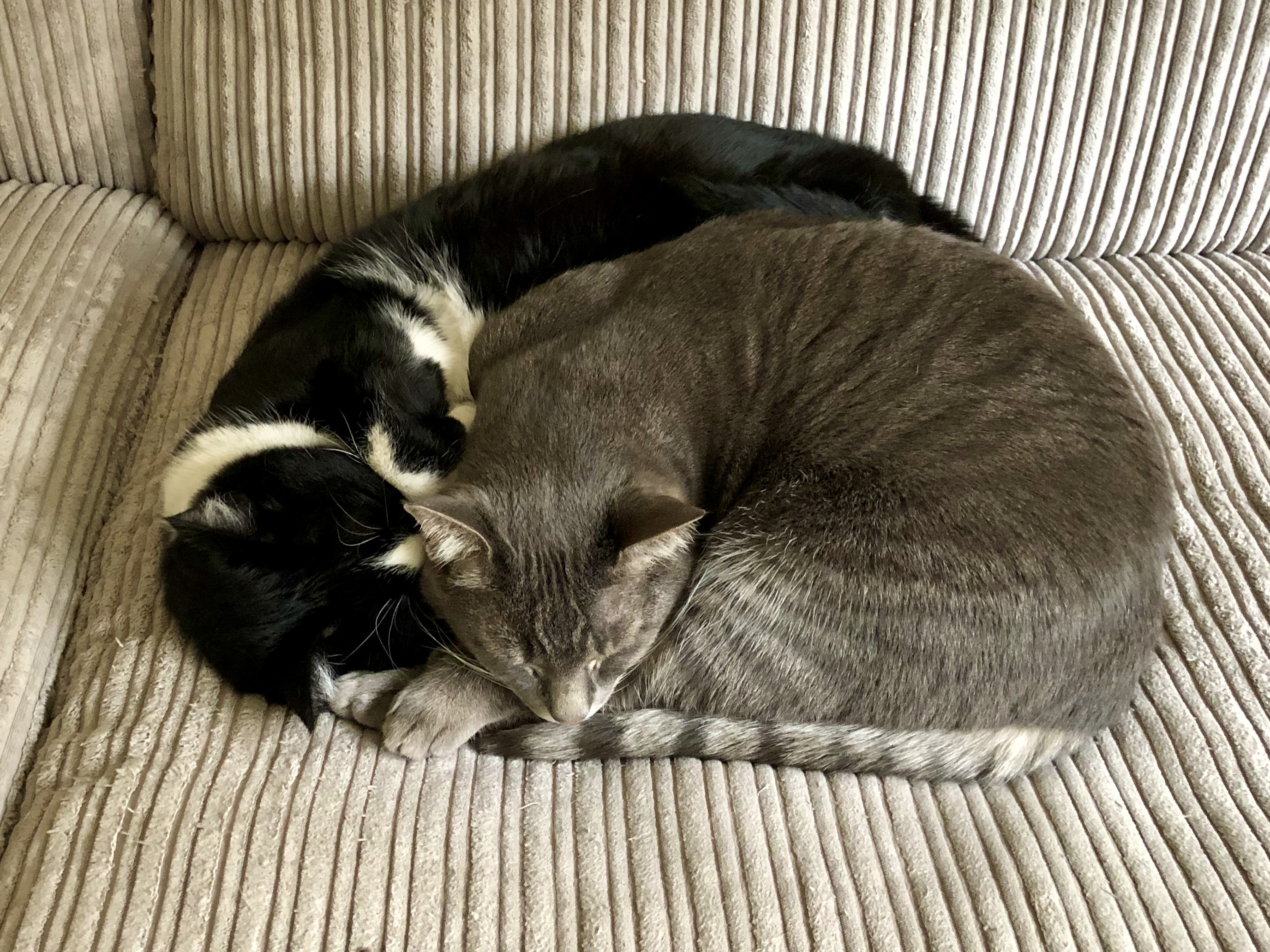 acuis7pf_Poezen april 2020.JPG