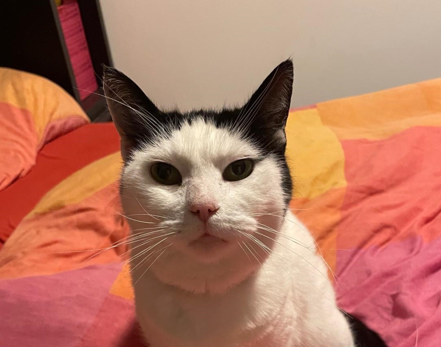 Cleo2170337b
