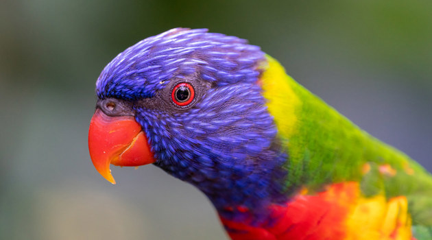 50195224992 Bdd642d823 B