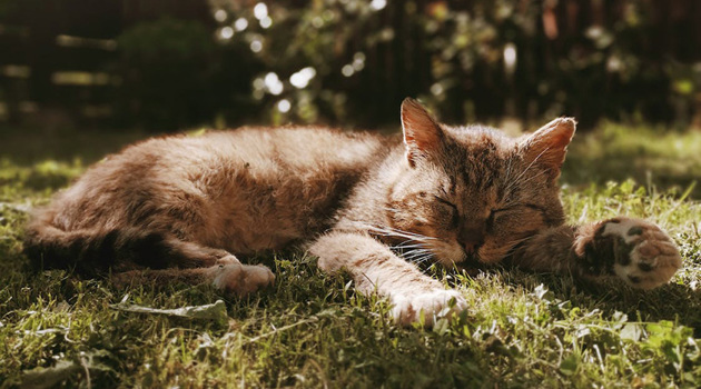 kat-pexels-photo-4465145-Luiza-Maria-Scurtu-800