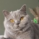 Roxy2244841a