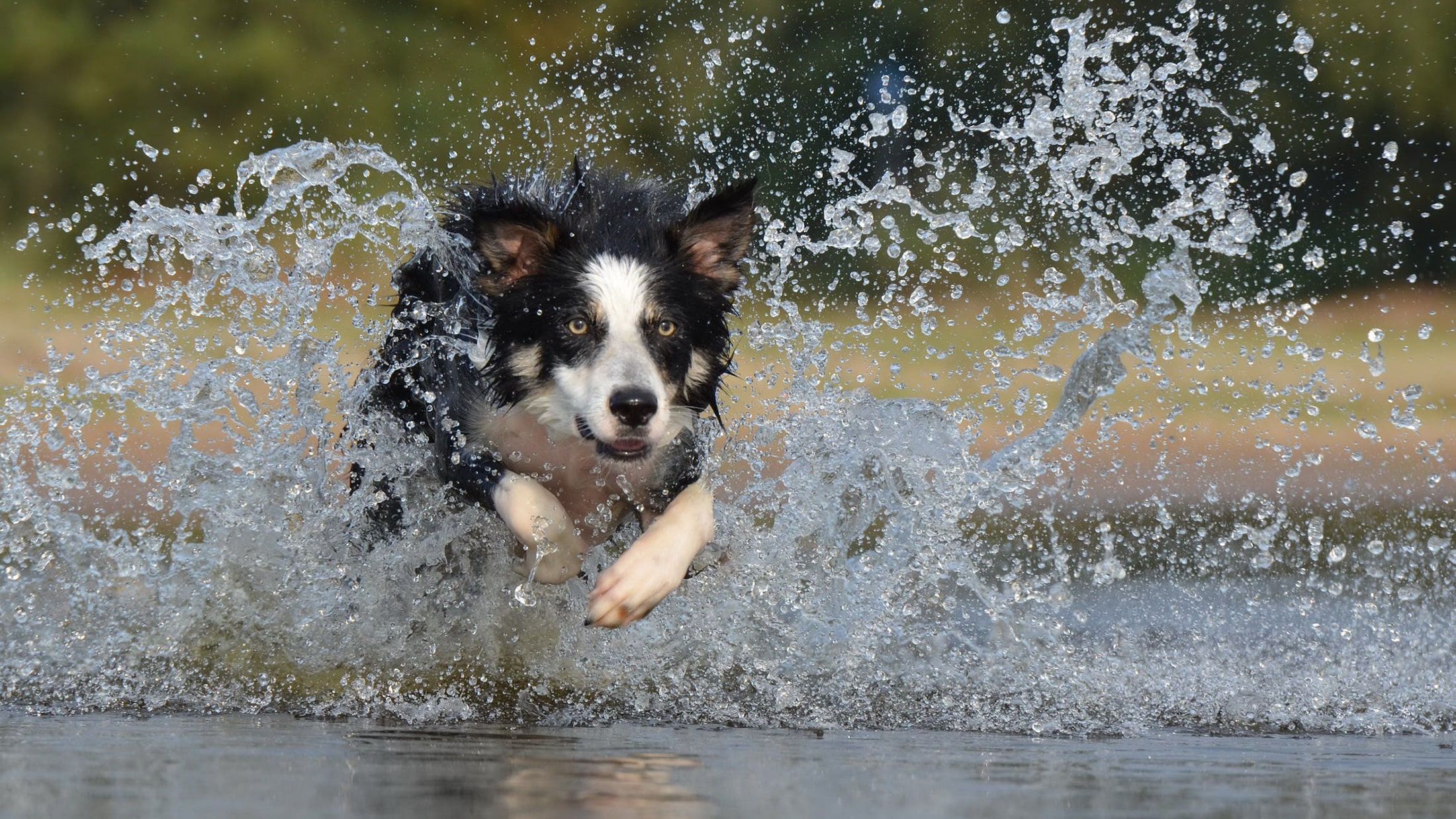 Border Collie Jump Water British Sheepdog 37860 2200 Min