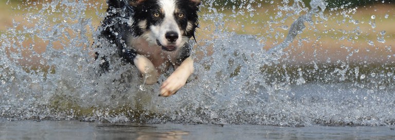 Border Collie Jump Water British Sheepdog 37860 2200 Min