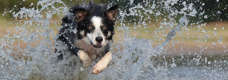 Border Collie Jump Water British Sheepdog 37860 2200 Min