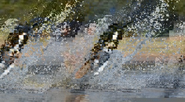 Border Collie Jump Water British Sheepdog 37860 2200 Min