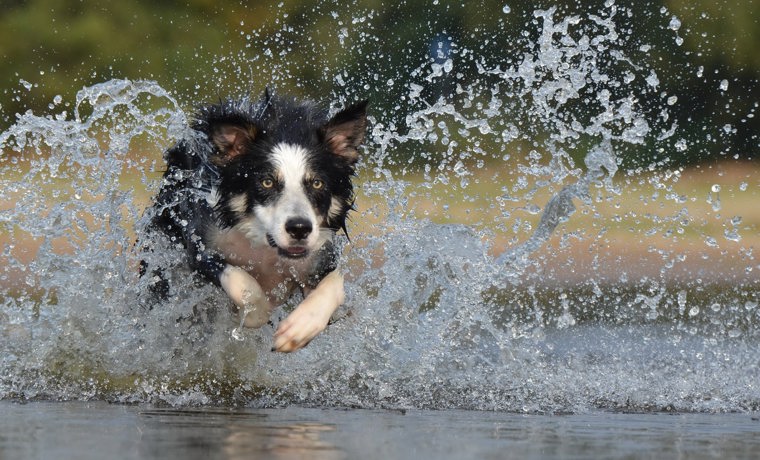 Border Collie Jump Water British Sheepdog 37860 2200 Min