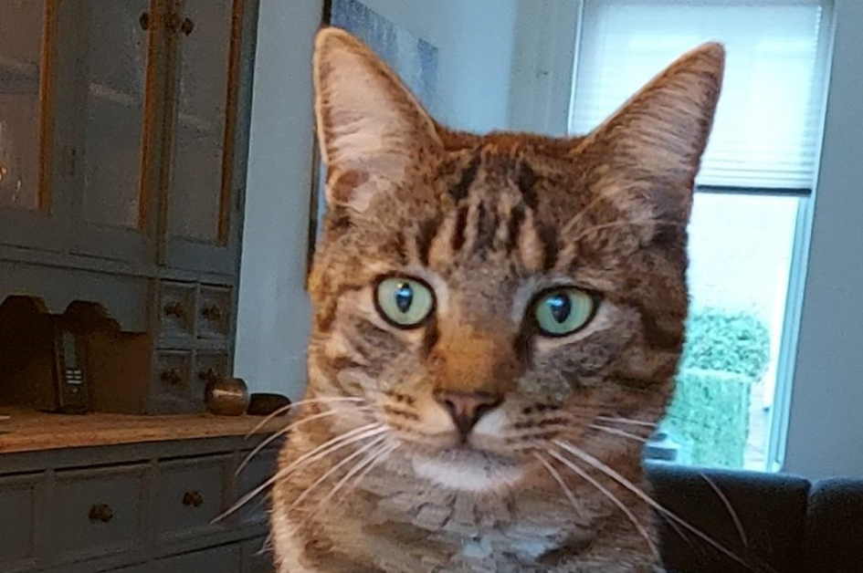 Bezorgde baasjes Steijn