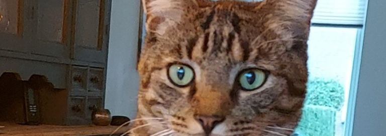 Bezorgde baasjes Steijn