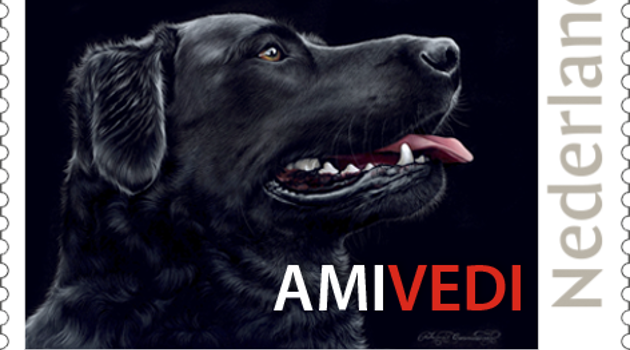 06_Labrador