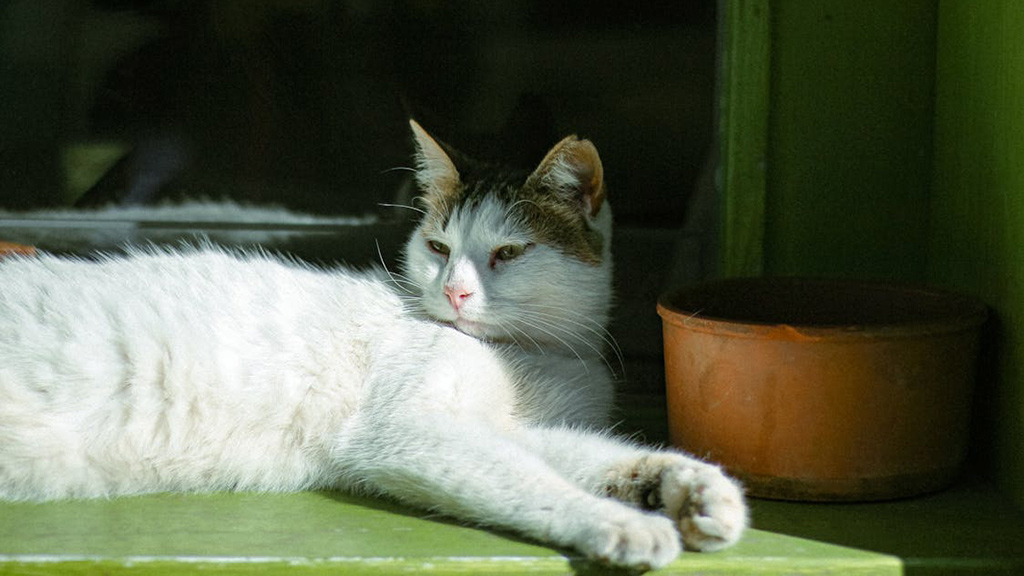 PEXELS Free Photo Of White Cat Lying Down