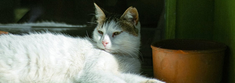 PEXELS Free Photo Of White Cat Lying Down
