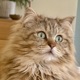 Sammy2