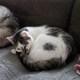 Luna2256628